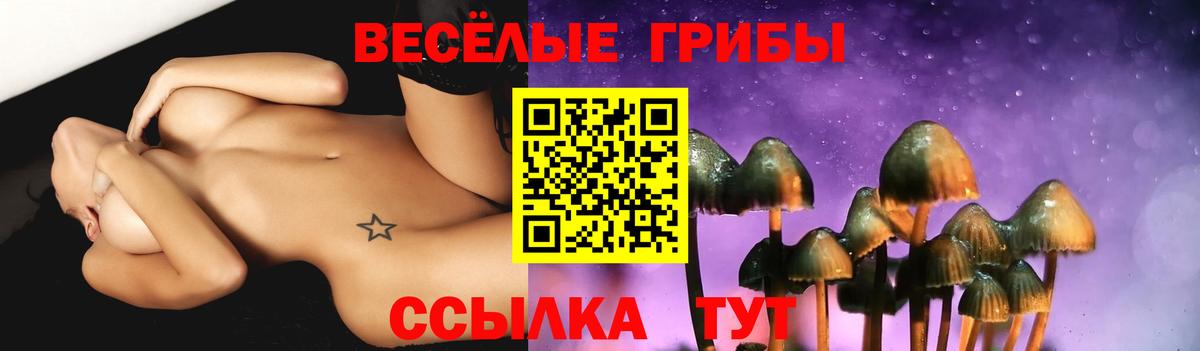 Псилоцибиновые грибы Psilocybe Новокубанск